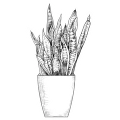 Illustration of an Indoor Snake Plant Sticker Die Cut Vinyl Decal