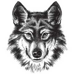 Sketch Illustration of Wolf Sticker Die Cut Vinyl Decal