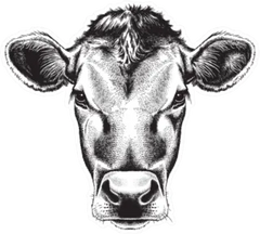 A Cow's Face Sticker Die Cut Vinyl Decal