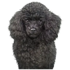 Black Poodle Sticker Die Cut Vinyl Decal