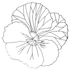 Pansies Line Flower Black And White Sticker Die Cut Vinyl Decal