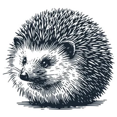 Wild Hedgehog Sketch Sticker Die Cut Vinyl Decal