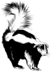 A Large Black Skunk With A White Stripe Painted Ink Sticker Die Cut Vinyl Decal