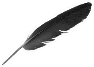 Beautiful Black Crow Feather Isolated Die Cut Vinyl Decal