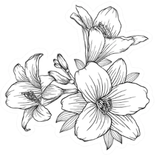 Beautiful Monochrome Black And White Bouquet Lily Sticker Die Cut Vinyl Decal