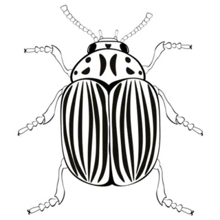 Colorado Potato Beetle Sticker Die Cut Vinyl Decal
