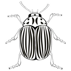 Colorado Potato Beetle Sticker Die Cut Vinyl Decal