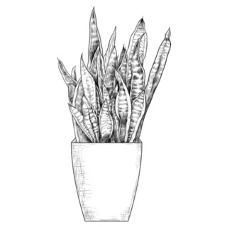 Illustration of an Indoor Snake Plant Sticker Die Cut Vinyl Decal