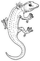 Lizard Looking Back Sticker Die Cut Vinyl Decal