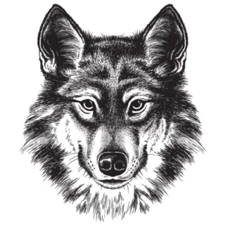 Sketch Illustration of Wolf Sticker Die Cut Vinyl Decal