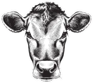 A Cow's Face Sticker Die Cut Vinyl Decal