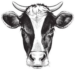 Sketch Of A Friesian Cow's Face Sticker Die Cut Vinyl Decal