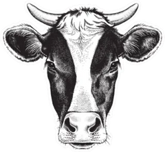 Sketch Of A Friesian Cow's Face Sticker Die Cut Vinyl Decal