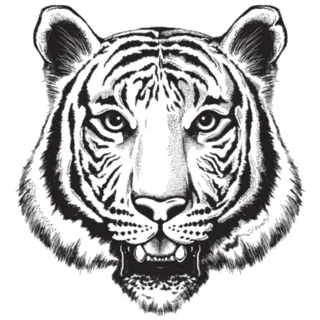 Sketch of a Tiger Sticker Die Cut Vinyl Decal