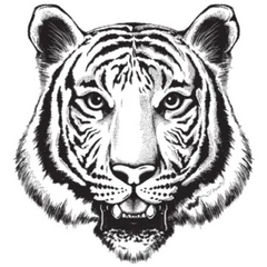 Sketch of a Tiger Sticker Die Cut Vinyl Decal
