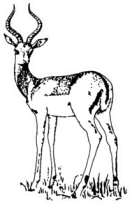 Sketch Of Antelope Sticker Die Cut Vinyl Decal