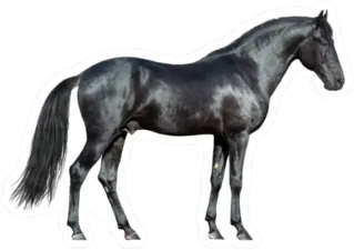 Black Horse On White Sticker Die Cut Vinyl Decal
