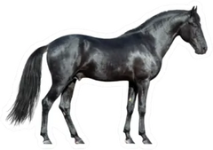 Black Horse On White Sticker Die Cut Vinyl Decal