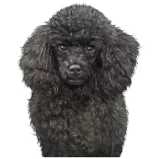 Black Poodle Sticker Die Cut Vinyl Decal