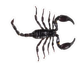 Side Scorpion Sticker Die Cut Vinyl Decal
