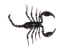 Side Scorpion Sticker Die Cut Vinyl Decal