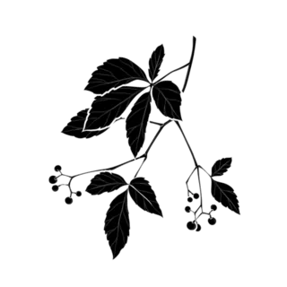 Silhouette Of Virginia Creeper Illustration Sticker Die Cut Vinyl Decal