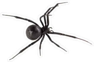Widow Spider Sticker Die Cut Vinyl Decal