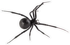 Widow Spider Sticker Die Cut Vinyl Decal