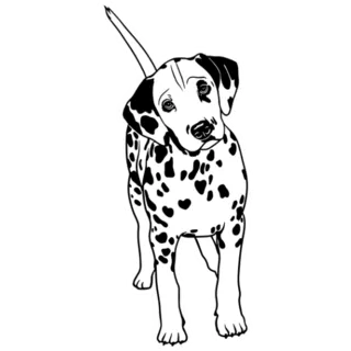 Dalmatian Looks Sticker Die Cut Vinyl Decal