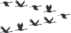 Flock Of Cranes Or Stork Black Silhouette In Flying Sticker Die Cut Vinyl Decal