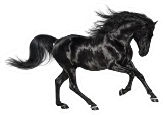 Galloping Shiny Black Andalusian Stallion Sticker Die Cut Vinyl Decal