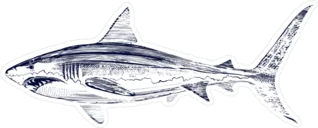 Great White Shark Drawing Sticker Die Cut Vinyl Deca