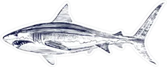 Great White Shark Drawing Sticker Die Cut Vinyl Deca