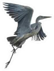 Grey Heron Crane Flying Isolated On White Background Sticker Die Cut Vinyl Decal