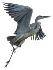 Grey Heron Crane Flying Isolated On White Background Sticker Die Cut Vinyl Decal