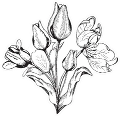 Hand Drawn Black And White Bouquet Of Tulips Sticker Die Cut Vinyl Decal