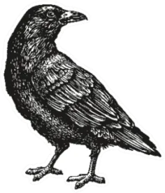 Hand-drawn Black Crow Bird Sketch Sticker Die Cut Vinyl Decal