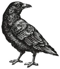 Hand-drawn Black Crow Bird Sketch Sticker Die Cut Vinyl Decal