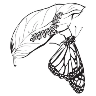 Hand Drawn Caterpillar And Butterfly Sketch Sticker Die Cut Vinyl Decal