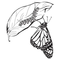 Hand Drawn Caterpillar And Butterfly Sketch Sticker Die Cut Vinyl Decal