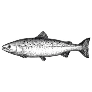 Ink Sketch of Salmon Black and White Vintage Sticker Die Cut Vinyl Decal