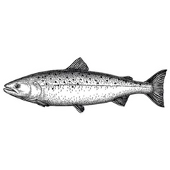 Ink Sketch of Salmon Black and White Vintage Sticker Die Cut Vinyl Decal