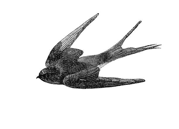 Swallow Illustration Swallow Die Cut Vinyl Decal