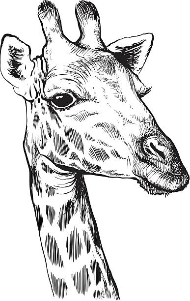 Giraffe sketch Black and white   Die Cut Vinyl Decal