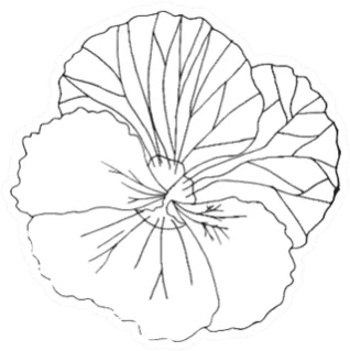 Pansies Line Flower Black And White Sticker Die Cut Vinyl Decal