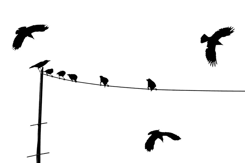 a flock of birds sitting on top of a power line Die Cut Vinyl Decal