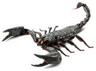 Real Black Scorpion Sticker Die Cut Vinyl Decal