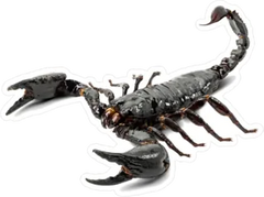 Real Black Scorpion Sticker Die Cut Vinyl Decal