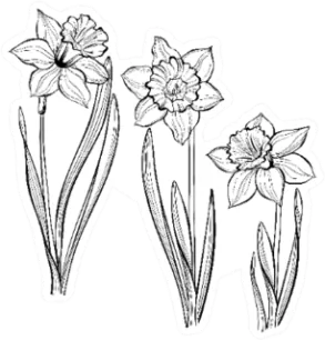 Set Of Spring Flowers Daffodils Isolated On White Sticker Die Cut Vinyl Decal
