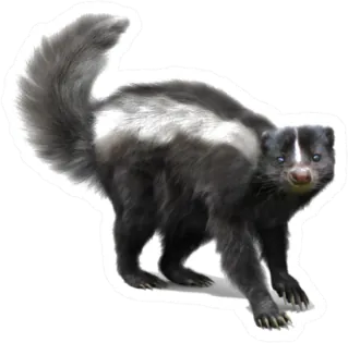 Skunk On A White Background Sticker Die Cut Vinyl Decal